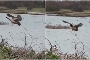 Пустельга  на охоте