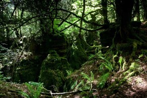 Пазлвуд – лес, который мог вдохновить Толкина на создание Средиземья