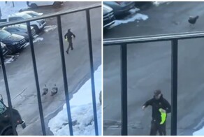 Курьер бегает от индюшек