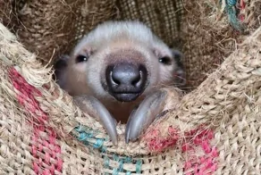 25+ малышей, которые растопят ваше сердце и прогонят плохое настроение