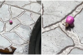 Рак-отшельник использовал игрушку в качестве домика