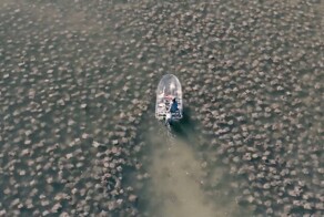Мужчина проплыл на прозрачной лодке среди скатов