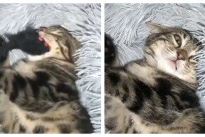 Хищник уснул со своей добычей