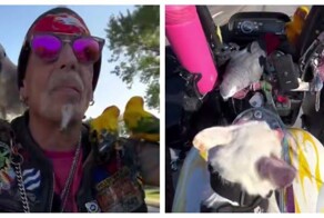Американский байкер катается по городам вместе с псом и попугаями
