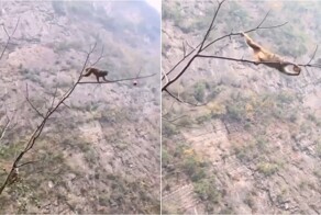 В Таиланде обезьянка показала, что готова на всё ради вкусного манго