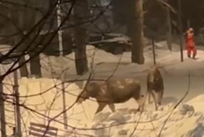 Два огромных лося выбрались за пропитанием к людям на востоке Москвы