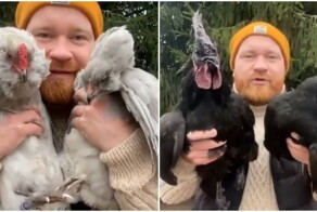 Мужчина рассказал о своих курочках