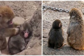 Малыш Панч с&nbsp;тяжёлой судьбой нашёл себе друга