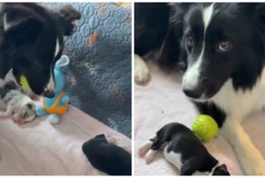 Собака расстроилась из-за того, что щенята не хотят играть с ней