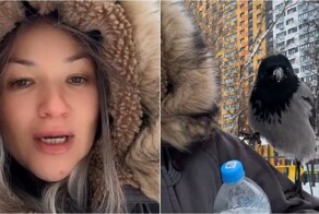Ворона присела на плечо москвички и проявила неожиданный интерес к её вещам