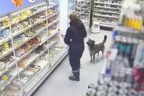 Пёс «одобряет» магазинную кражу в Воскресенске