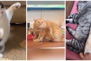 Будни толстых котов