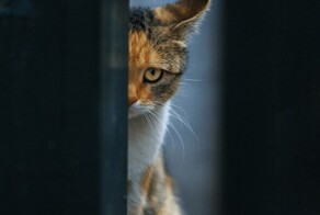 23 крупных плана уличных котов, которые доказывают, что пушистые главные на районе и в жизни