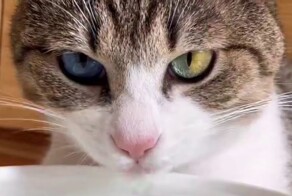 Кот прославился благодаря цвету своих глаз