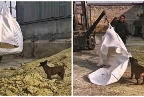 Пёс помогает рабочим