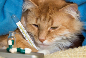 Почему животные не заражаются человеческими болезнями и наоборот?