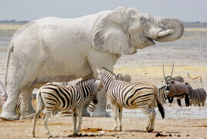 Слоны-призраки: белоснежные, странные и очень редкие