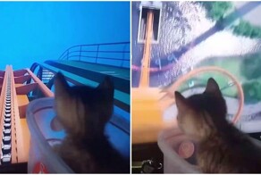 Аттракцион для котёнка