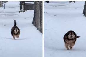 Пёс с пропеллером