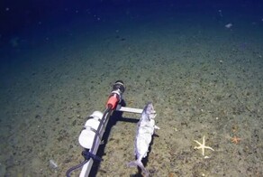 Учёные впервые зафиксировали акулу в водах Антарктики