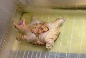 Черепаха притворяется мёртвой, чтобы хозяин обратил на неё внимание