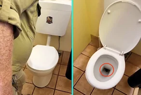 В Австралии  ковровый питон забрался в унитаз в парке