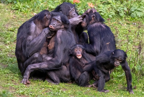 Бонобо: как неуёмная похоть изменила шимпанзе