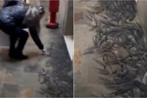 В Венеции во время прилива рыба оказалась на улицах города