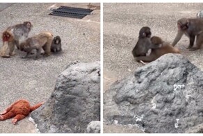 Осиротевшего малыша Панча приняли в стаю