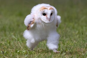 25 фото, на которых животные отжигают похлеще людей