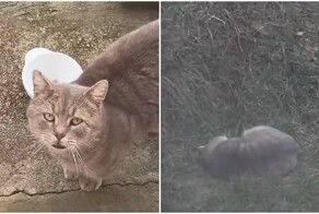 Хитрый домашний кот