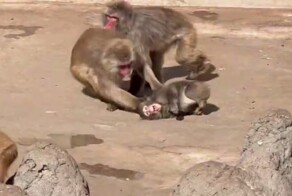 На малыша Панча напала злая обезьяна