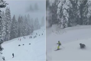 Медвежья семья перепугала лыжников на курорте в Калифорнии