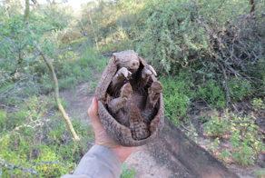 Трёхпоясный броненосец: он может вызвать панику даже у пумы и ягуара