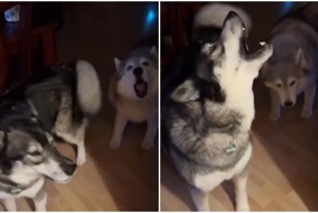 Утро владельца хаски