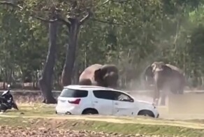 В Таиланде слон пришёл в ярость после того, как ему помешали уединиться с подругой