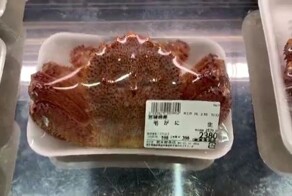 Краб настолько свежий, что уже ищет путь к воде