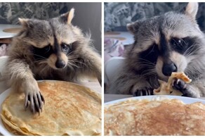 Енот кушает блин