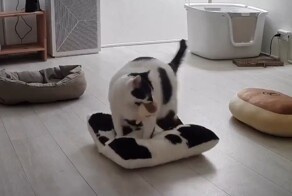 Кошка, которая ценит комфорт