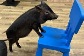 Россельхознадзор озаботился «переработками» мини-пигов в ярославском антикафе