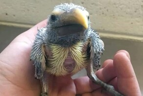 Топ-5 самых странных птенцов в мире