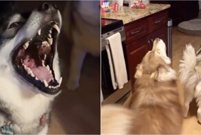 Не можете проснуться по утрам? Заведите хаски — сон как рукой снимет