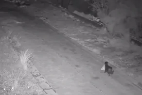 В Италии мужчина научил собаку незаконно выбрасывать мусор