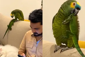 Попугай устроил дома небольшой переполох