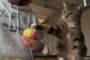 Кот, который обожает сырую картошку