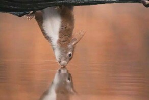 20 снимков, демонстрирующих простую магию нашего сложного мира