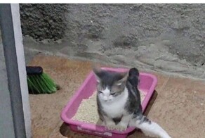 Милые котейки