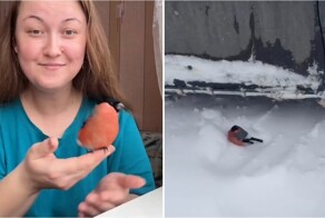 Женщина спасла замёрзшего снегиря