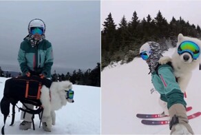 Девушка показала, как она вместе со своей собакой катается на лыжах