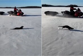 Выдра показывала, как ловко передвигаться по снегу